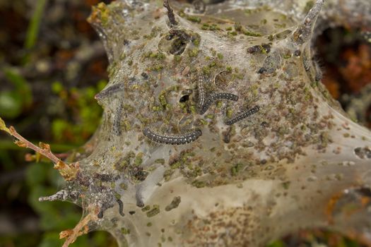 Caterpillars in the woven silk nest, Norway.