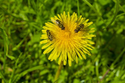 Yellow beautiful dandelion with three insects on the flower.