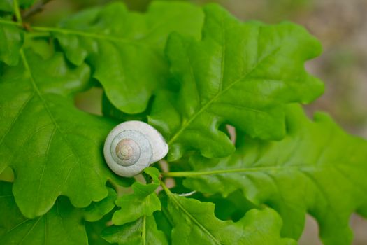 White snail on green fresh oak leaves.