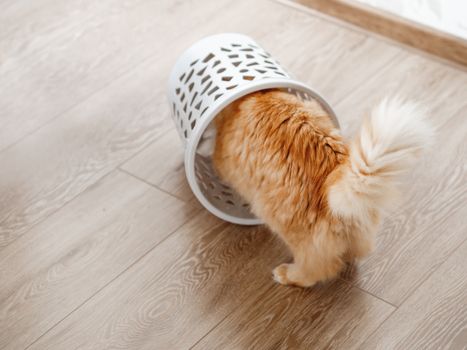 Cute ginger cat overturned wastebasket. Curious fluffy pet inside trash can. Funny and playful domestic animal.