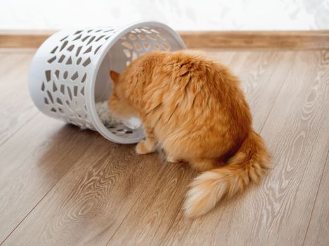Cute ginger cat overturned wastebasket. Curious fluffy pet is looking at trash. Funny and playful domestic animal.