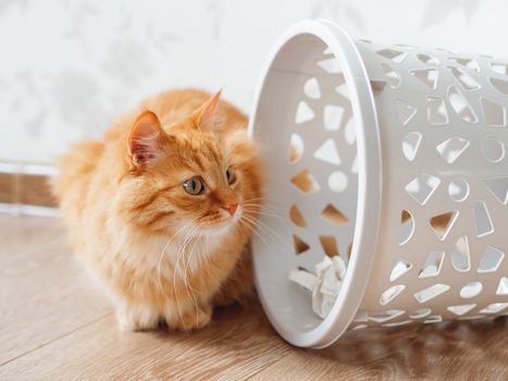 Cute ginger cat overturned wastebasket. Curious fluffy pet is looking at trash. Funny and playful domestic animal.