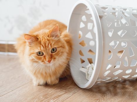 Cute ginger cat overturned wastebasket. Curious fluffy pet with guilty look sits near trash can. Funny and playful domestic animal.