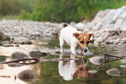 Small Jack Russell terrier exploring shore of shallow river, her fur wet from swimming, afternoon sun shines on surface, blurred trees background.