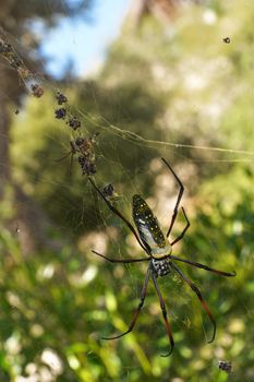 Red legged golden orb weaver spider female - Nephila inaurata madagascariensis, resting on her nest, sun over blurred bushes in background.