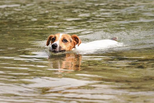 Jack Russell terrier dog swimming in river, only her head visible above water.