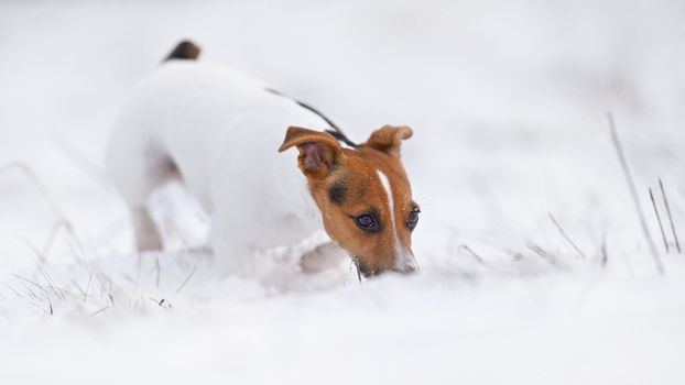 Small Jack Russell terrier walking on snow, sniffing the ground.