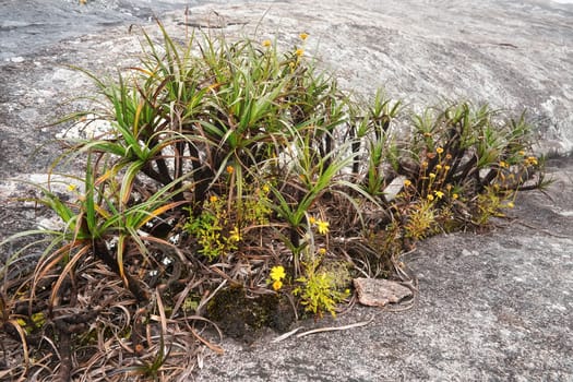 Local flora - grass and small flowers, most of it endemic to Madagascar growing over rocks in Andringitra National Park as seen during trek to peak Boby.