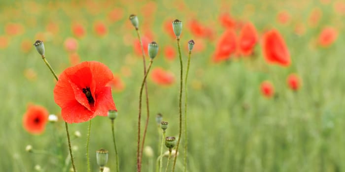 Bright red wild poppy flowers growing in field of green unripe wheat - closeup detail, space for text right side.