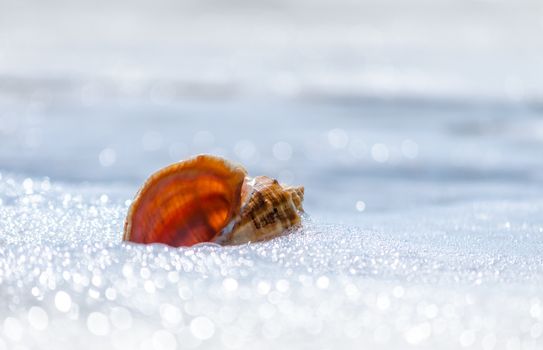 seashell closeup on the resort beach without people in Egypt close up