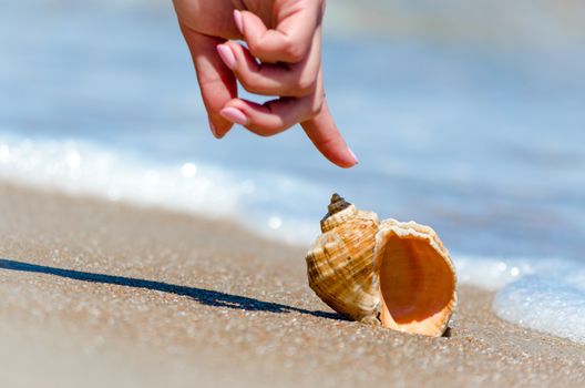 female hand finger points to seashell in surf on beach in Egypt