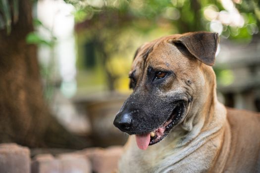 Brown full-grown adult dog with natural bokeh. Days in the life of a senior dog