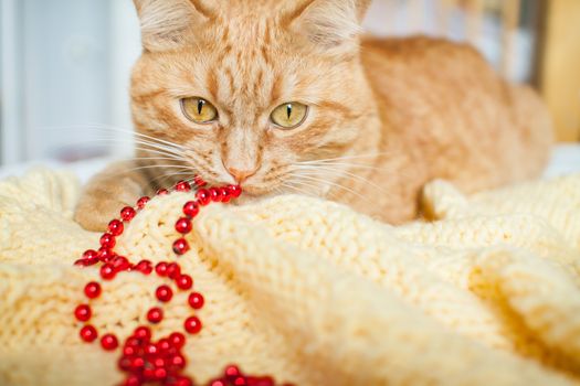 A fat lazy ginger cat lies on a knitted yellow blanket with New Year's toys: gold and red balls. New Year card.