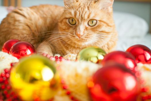 A fat lazy ginger cat lies on a knitted yellow blanket with New Year's toys: gold and red balls. New Year card.