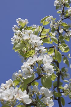 The spring, the blue sky, apple-tree costs in colours