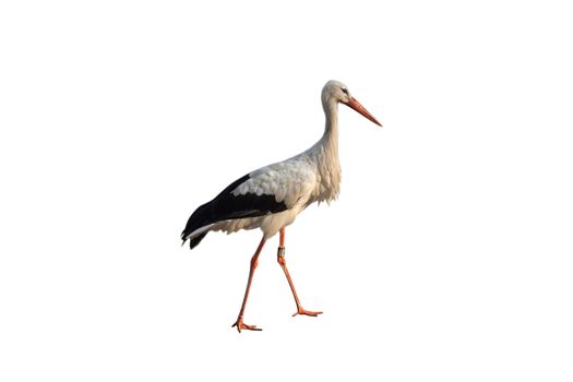 white background, white stork with black wing tips