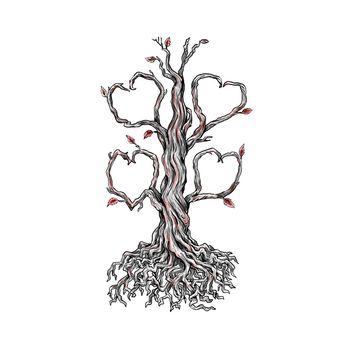 Tattoo style illustration of  a gnarly old oak tree with roots and branches forming a heart on isolated background.