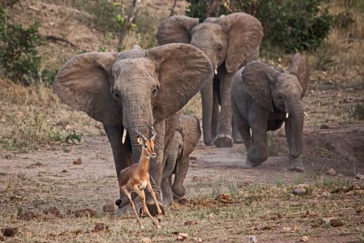 Elephants (Loxodonta africana) chasing an Impala ram (Aepyceros melampus) at a water hole in Kruger National Park. South Africa.