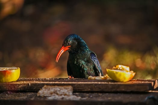 A Green Wood-hoopoe (Phoeniculus purpureus) on a garden wild bird feeding station