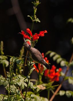 White-bellied Sunbird (Cinnyris talatala) feeding  on Cape Honeysuckle (Tecoma capensis)