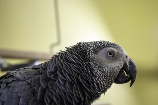 A close-up of an African Grey Parrot Looking off in the Distance on Top Her Cage