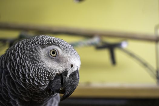 A Close up of an African Grey Parrot Looking at the Camera while on Top Her Cage