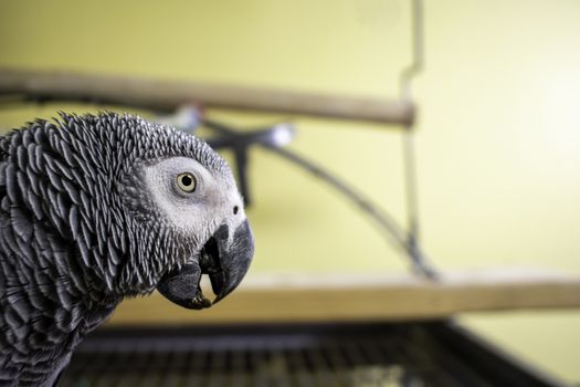 A close up of an African Grey Parrot with her beak slightly open resting on Top Her Cage