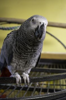 A Vertical Shot of an African Grey Parrot Resting On Top of Her Cage