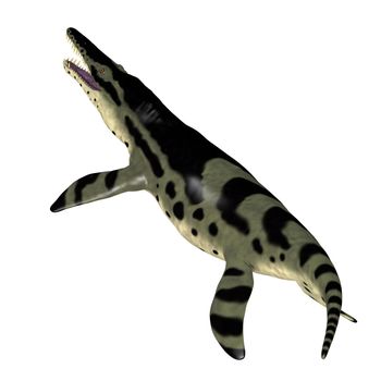 The carnivorous marine reptile Kronosaurus lived in the seas of Australia during the Cretaceous Period.