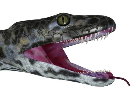 This predatory carnivorous Titanoboa snake lived during the Paleocene Period of Columbia, South America.