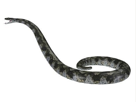 This predatory carnivorous Titanoboa snake lived during the Paleocene Period of Columbia, South America.