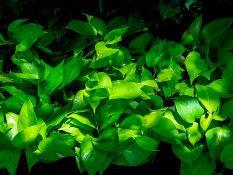 Green leaves background. Beautiful tropical plants texture.