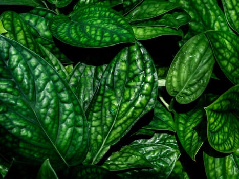 Green leaves background. Beautiful tropical plants texture.