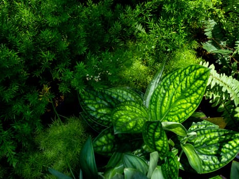 Green leaves background. Beautiful various plants in the garden.