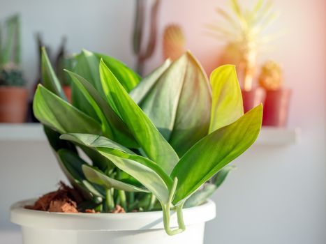 Close-up green leaf, air purifying plants in white plastic pot near the window with sunlight.