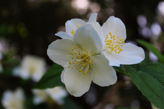 Beautiful white flowers with four petals with a dark background. Philadelphus coronarius, sweet mock-orange, English dogwood. Beja, Portugal.