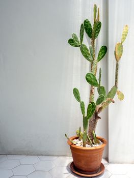 Cactus in terracotta pot on white wall background with copy space, vertical style.