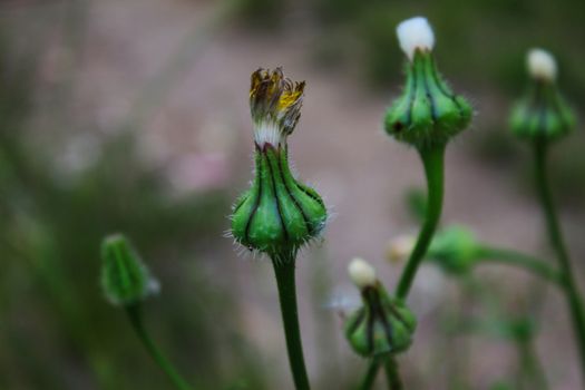 Dandelions flower ready to open. Ready for seed heads. Beja, Portugal.