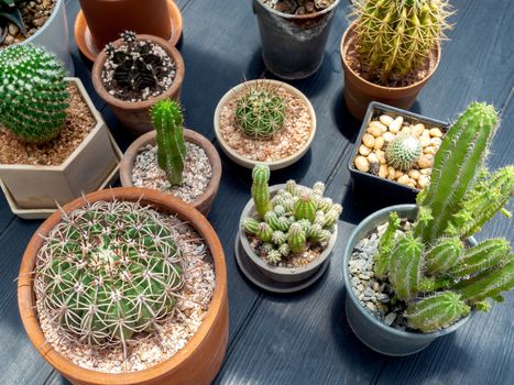 Various green cactus plants in pots on dark wooden table background, top view.