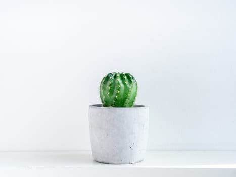 Green cactus in concrete pot on white shelf isolated on white background.