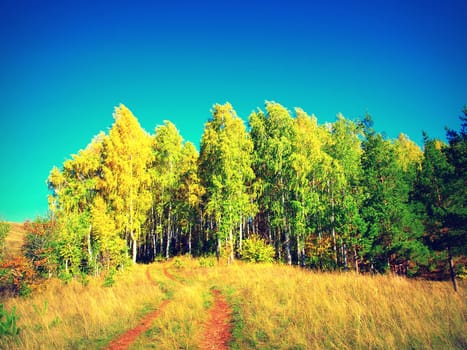 beautiful autumn landscape with trees