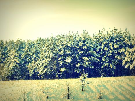 beautiful winter landscape with pines snow covered