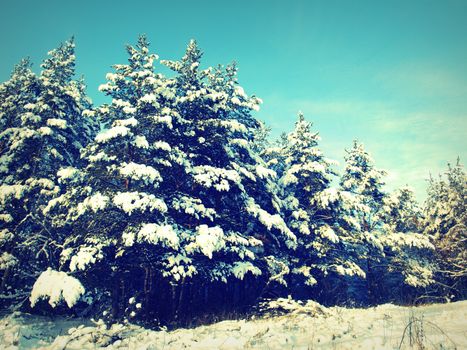 beautiful winter landscape with pines snow covered