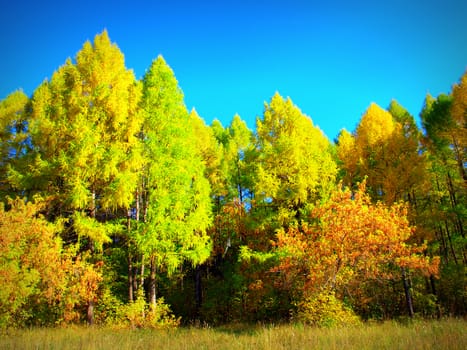 beautiful autumn landscape with trees