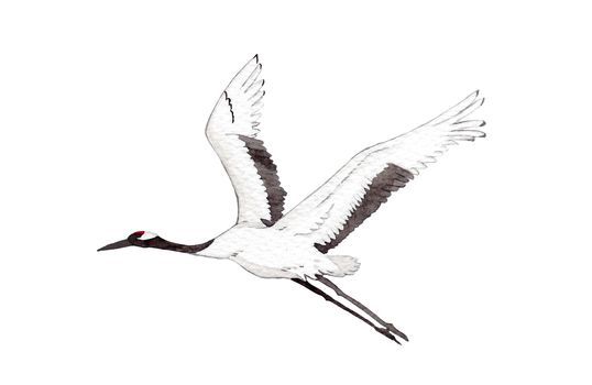 Japanese red-crown crane bird flying on white background.  watercolor hand painting illustration for decoration on wallpaper, fabric textile, cover page, template, postcard, poster.