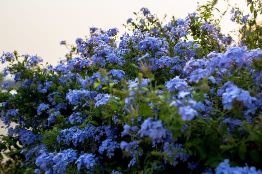 Many purple flowers are in full bloom.