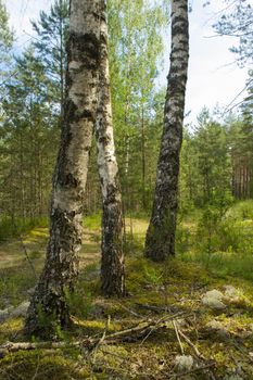 mixed forest at summer sunny day, birch and pin