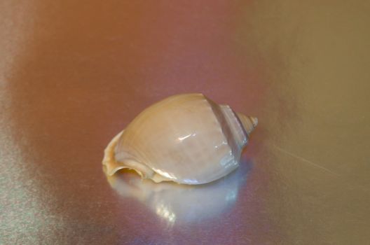 mother-of-pearl shell close up on shiny metallic silver gray background