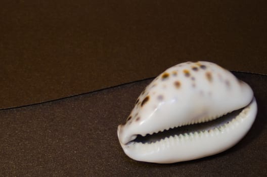 white mother-of-pearl shell with dark round spots on the surface against the background of a dark envelope made of thick paper on a marble table