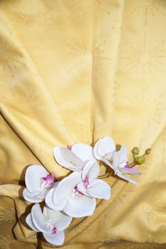 white orchid flower on gold textile drapery close up